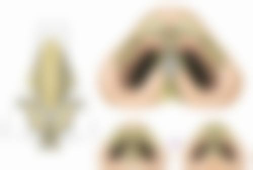 上海圣悯卓俪荟整形医院擅长项目
